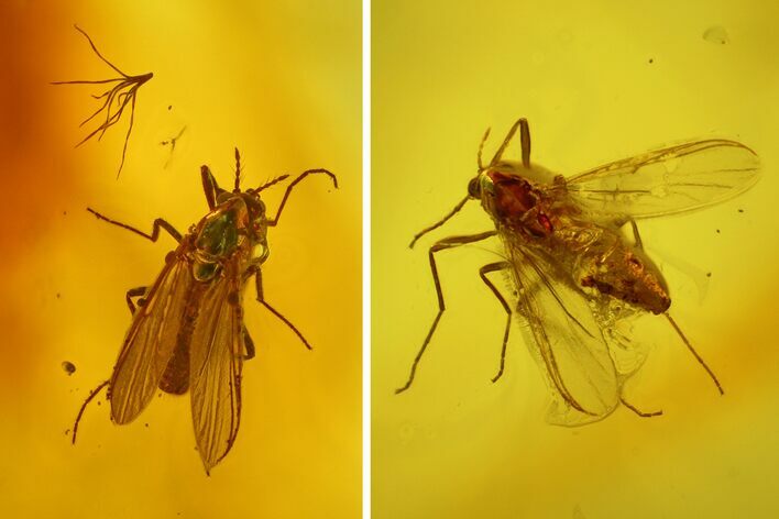 Four Fossil Flies (Diptera) In Baltic Amber #170022